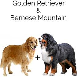 Golden Mountain Dog